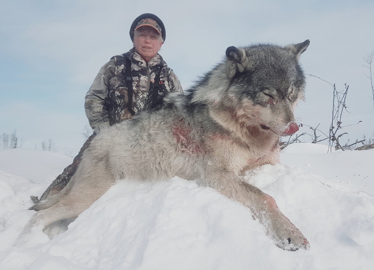 Wolf hunters. Чукотка волки. Чукотский волк.