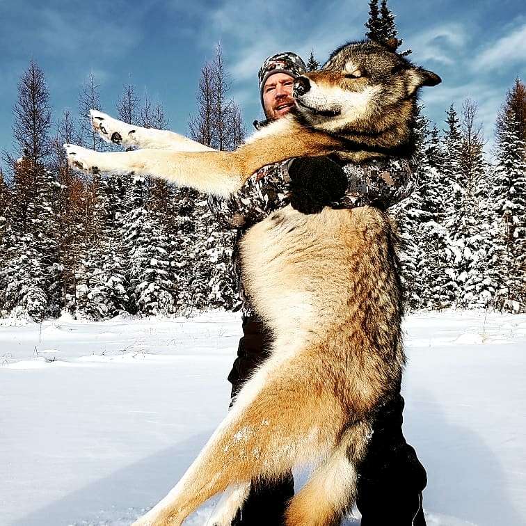 Alberta Winter Wolf Hunting